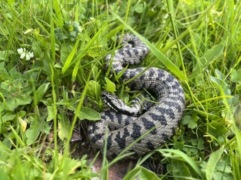 Šarka ima karakterisitčnu isprekidanu cik-cak šaru